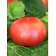 Томат Малиновий гігант