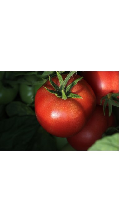 Томат Малиновий дзвін