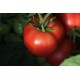 Томат Малиновий дзвін
