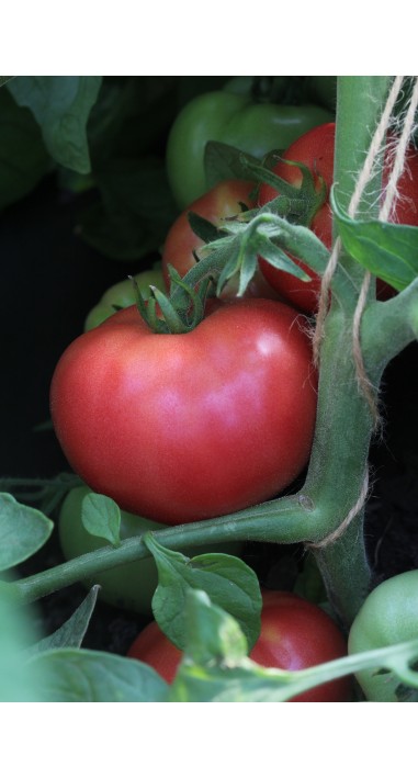 Томат Малиновий дзвін