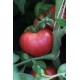 Томат Малиновий дзвін
