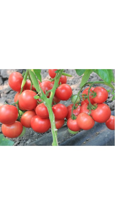 Томат Малиновий дзвін