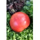 Томат Малиновий дзвін