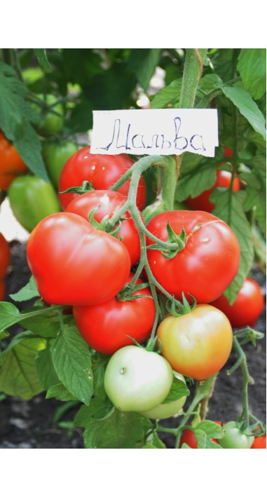 Томат Мальва F1