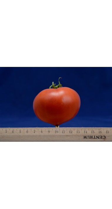 Томат Мальва F1