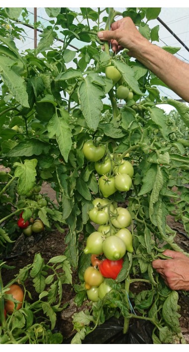 Томат Мальва F1