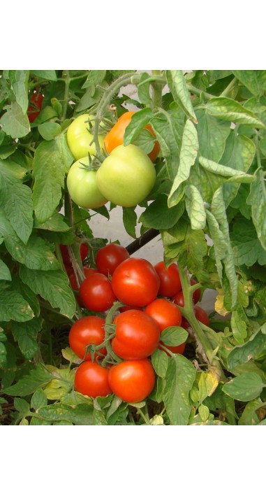 Томат Манін F1