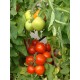 Томат Манін F1