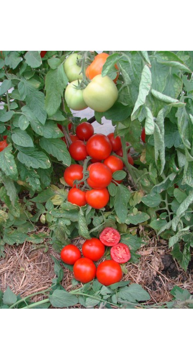 Томат Манін F1