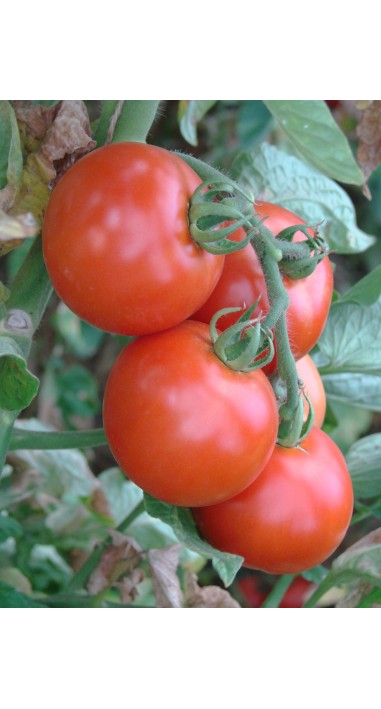 Томат Манін F1
