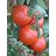 Томат Манін F1