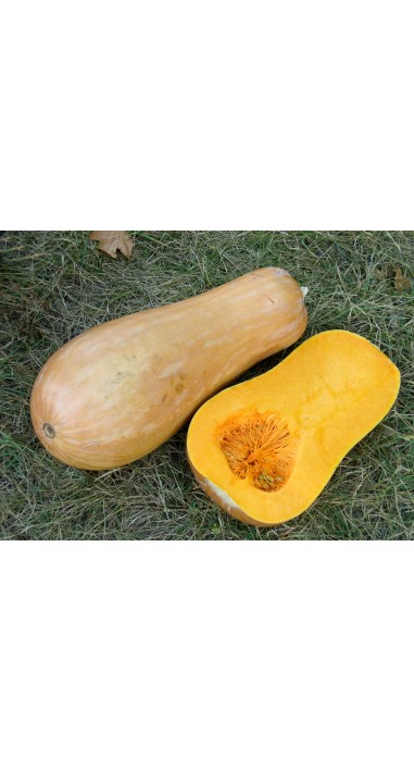 Гарбуз Мускатна "гітароподібна"