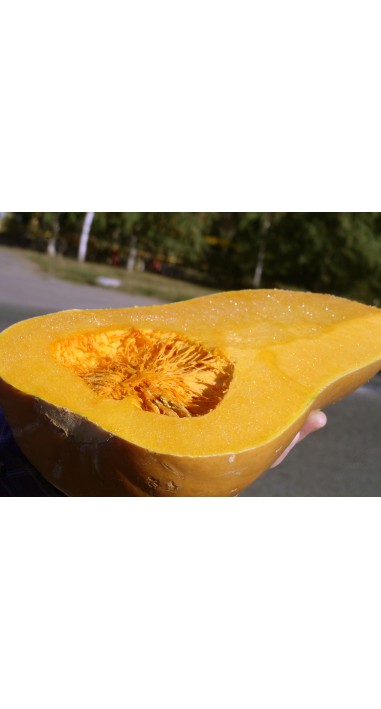 Гарбуз Мускатна "гітароподібна"