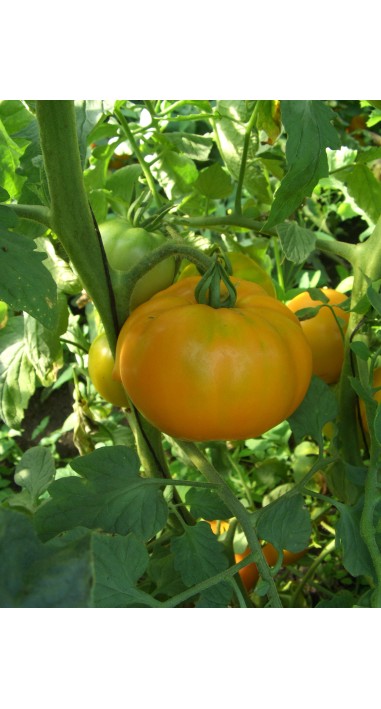 Томат Мікадо жовте