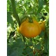 Томат Мікадо жовте
