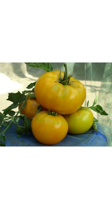 Томат Мікадо жовте