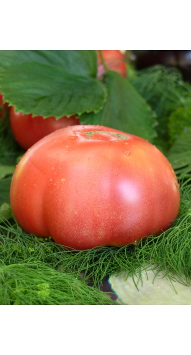 Томат Мікадо рожеве