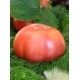 Томат Мікадо рожеве