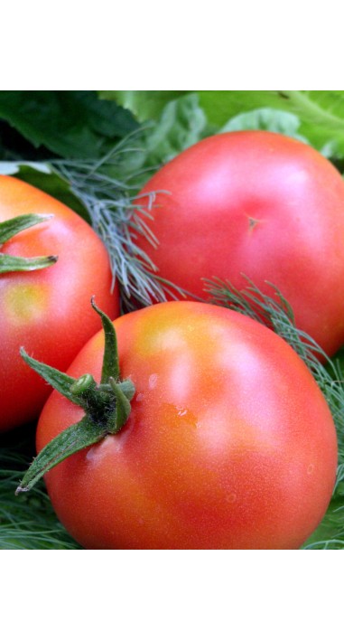 Томат Настенька