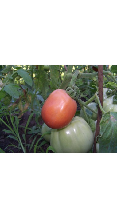 Томат Новачок рожевий