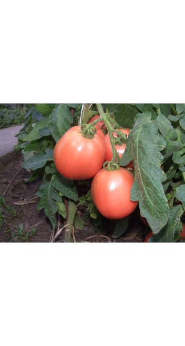 Томат Новачок рожевий