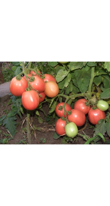 Томат Новачок рожевий