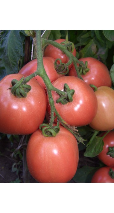 Томат Новачок рожевий