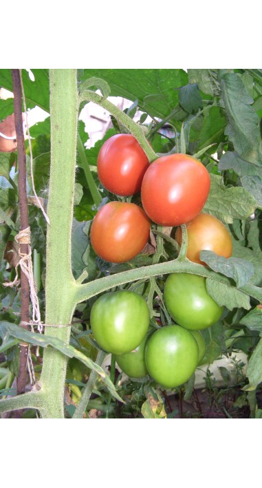 Томат Новачок рожевий