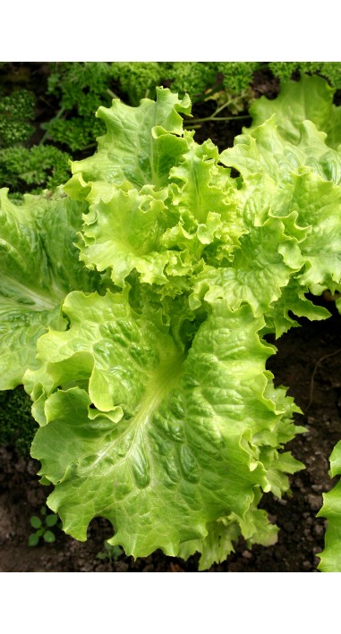 Салат Одеський кучерявець