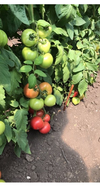 Томат Пальміра F1