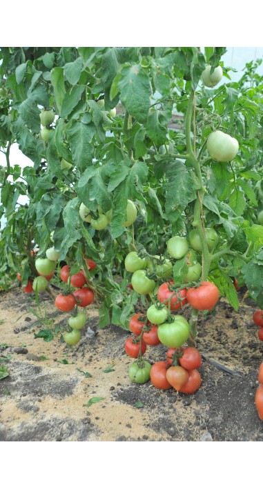 Томат Пальміра F1
