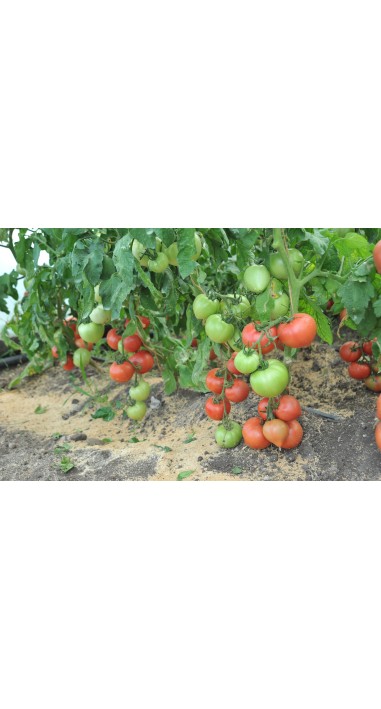 Томат Пальміра F1