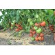 Томат Пальміра F1