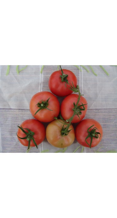 Томат Пальміра F1
