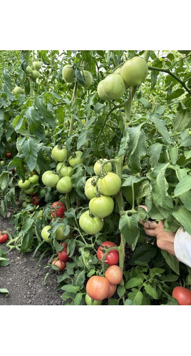 Томат Пальміра F1
