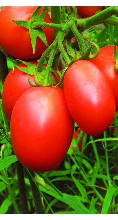 Томат Переможець