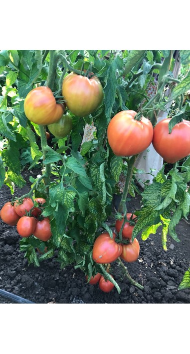 Томат Петро F1