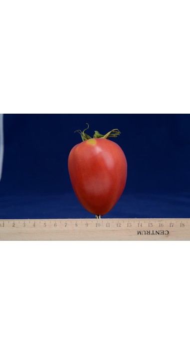 Томат Петро F1