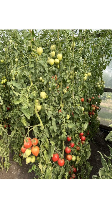 Томат Петро F1