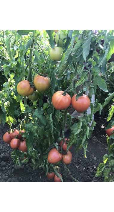 Томат Петро F1