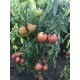 Томат Петро F1