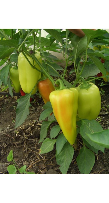 Перець Подарунок Молдови