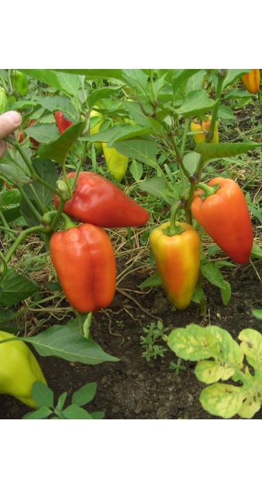 Перець Подарунок Молдови