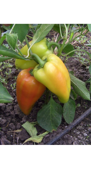 Перець Подарунок Молдови