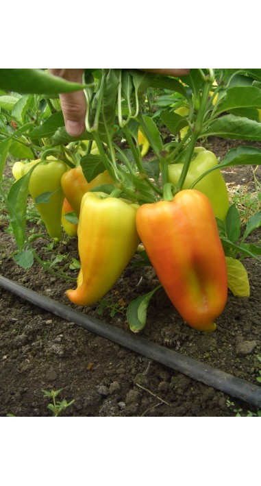 Перець Подарунок Молдови