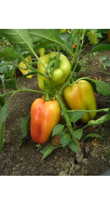 Перець Подарунок Молдови