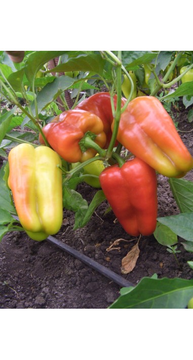 Перець Подарунок Молдови