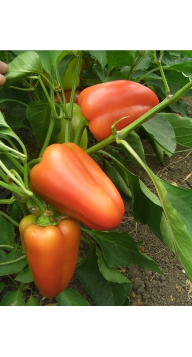 Перець Політ