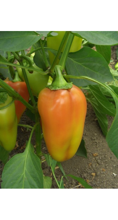 Перець Політ