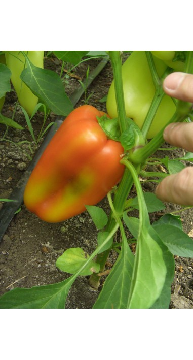 Перець Політ